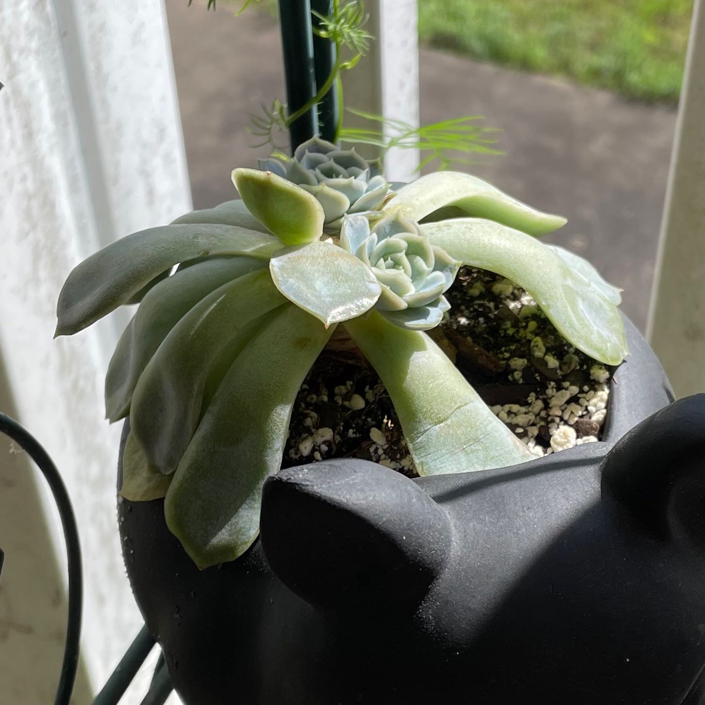 Echeveria 'Arctic Ice' succulent in a black pot with visible soil.