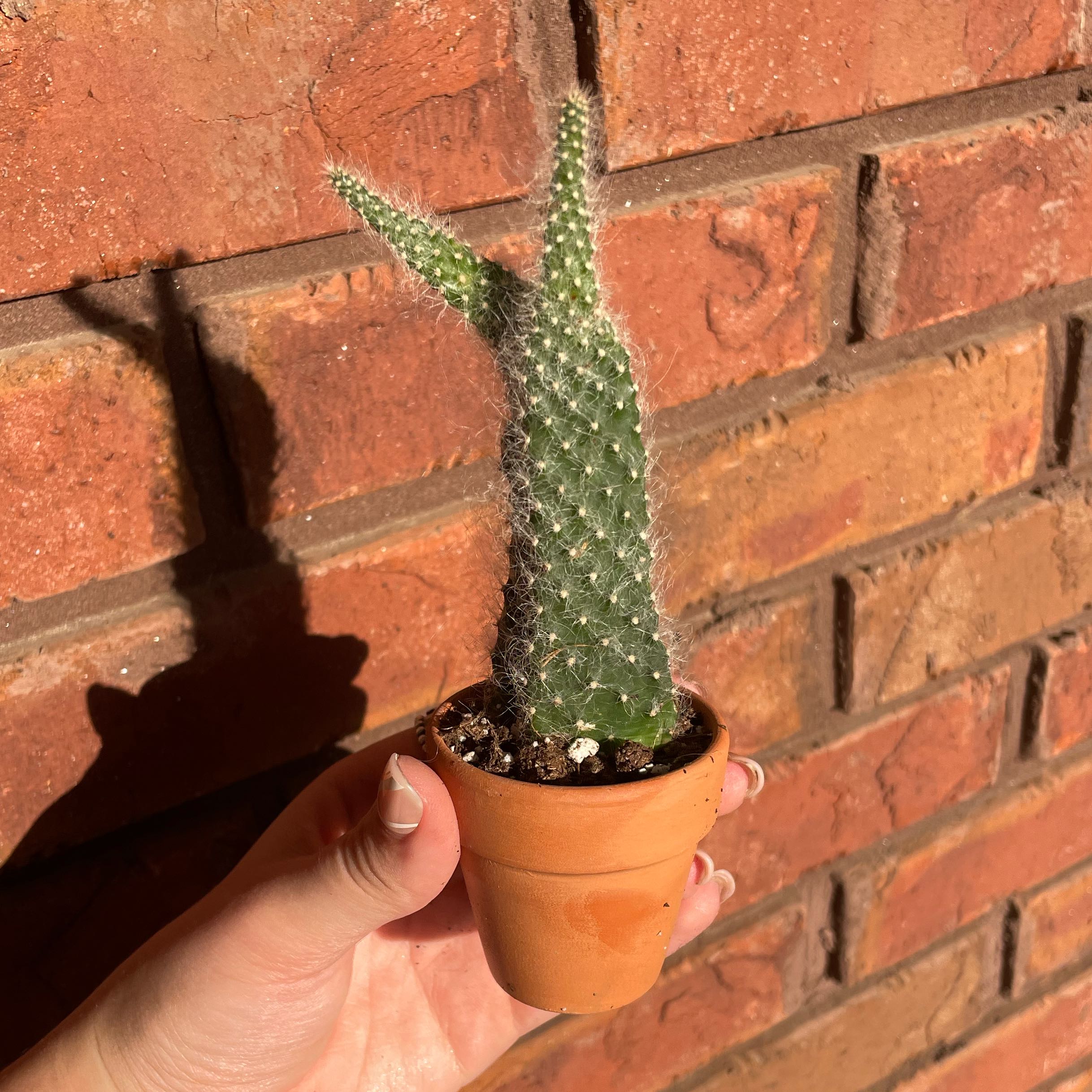 Photo of the plant species Snow Fuzzy by @JoyousPinoak named Ulysses S Plant on Greg, the plant care app