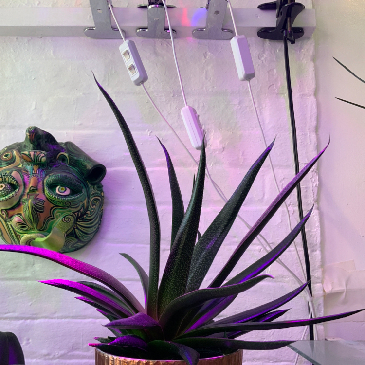 Photo of the plant species Bredasdorp Gasteria by @Etyagarden67 named Star on Greg, the plant care app