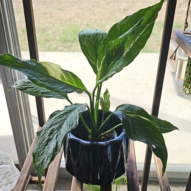 Photo of the plant species Varigated Peace Lilly by @RelaxedBlueweed named Daphne on Greg, the plant care app
