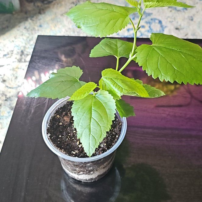 Photo of the plant species Raspberry by @RelaxedBlueweed named Foxxy on Greg, the plant care app
