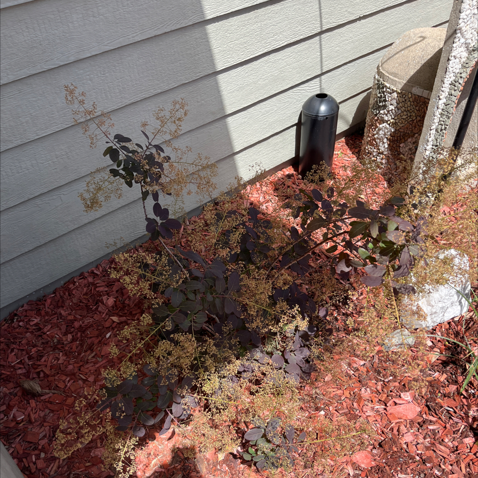 Smokebush plant with dark purple leaves and feathery blooms in a garden bed with red mulch.