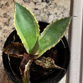 Photo of the plant species Agave mitis 'Multicolor' by @LucidLancefern named Baesil on Greg, the plant care app