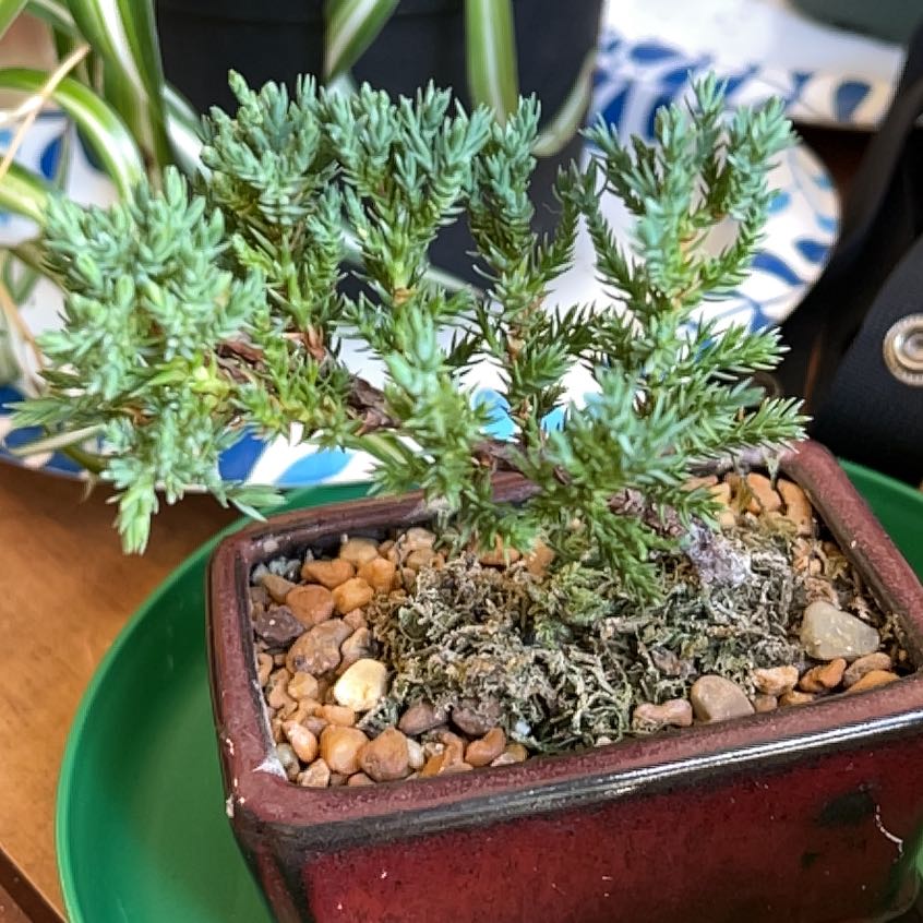 Potted American Juniper plant with green foliage and visible soil.