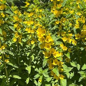Photo of the plant species Dotted Loosestrife by Gloria named Kobe on Greg, the plant care app