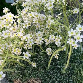 Photo of the plant species Livelong Saxifrage by Gloria named Fernie Mac on Greg, the plant care app