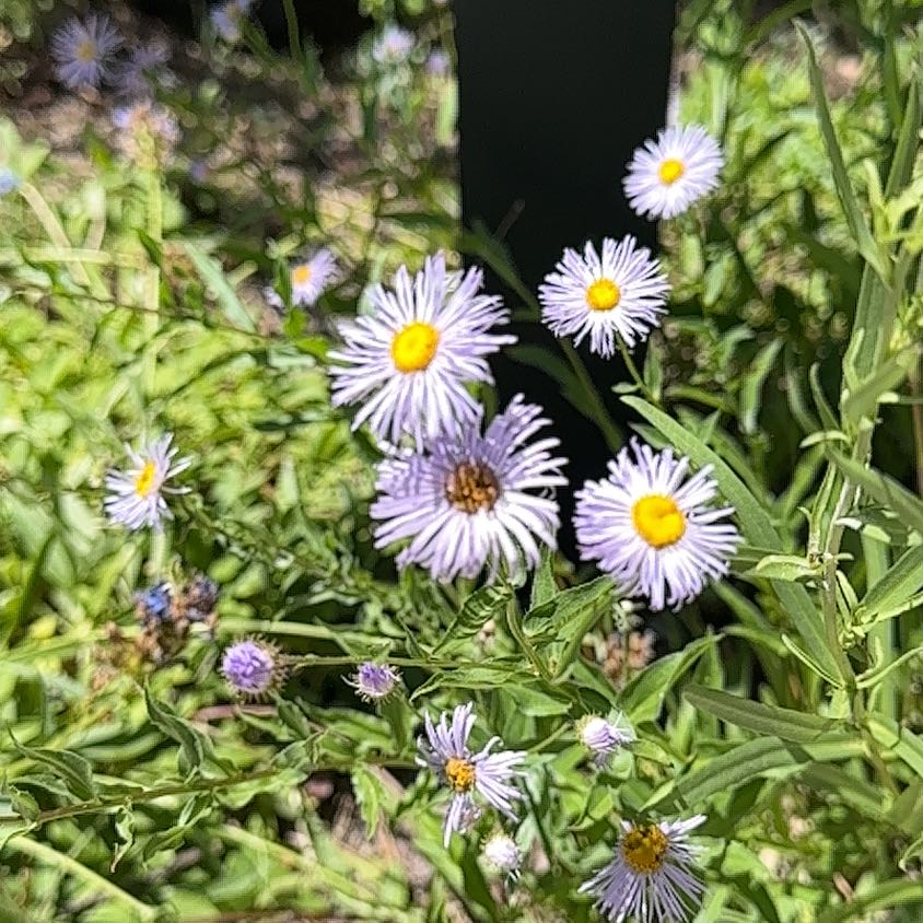 Photo of the plant species Aspen Fleabane by Gloria named Queen on Greg, the plant care app