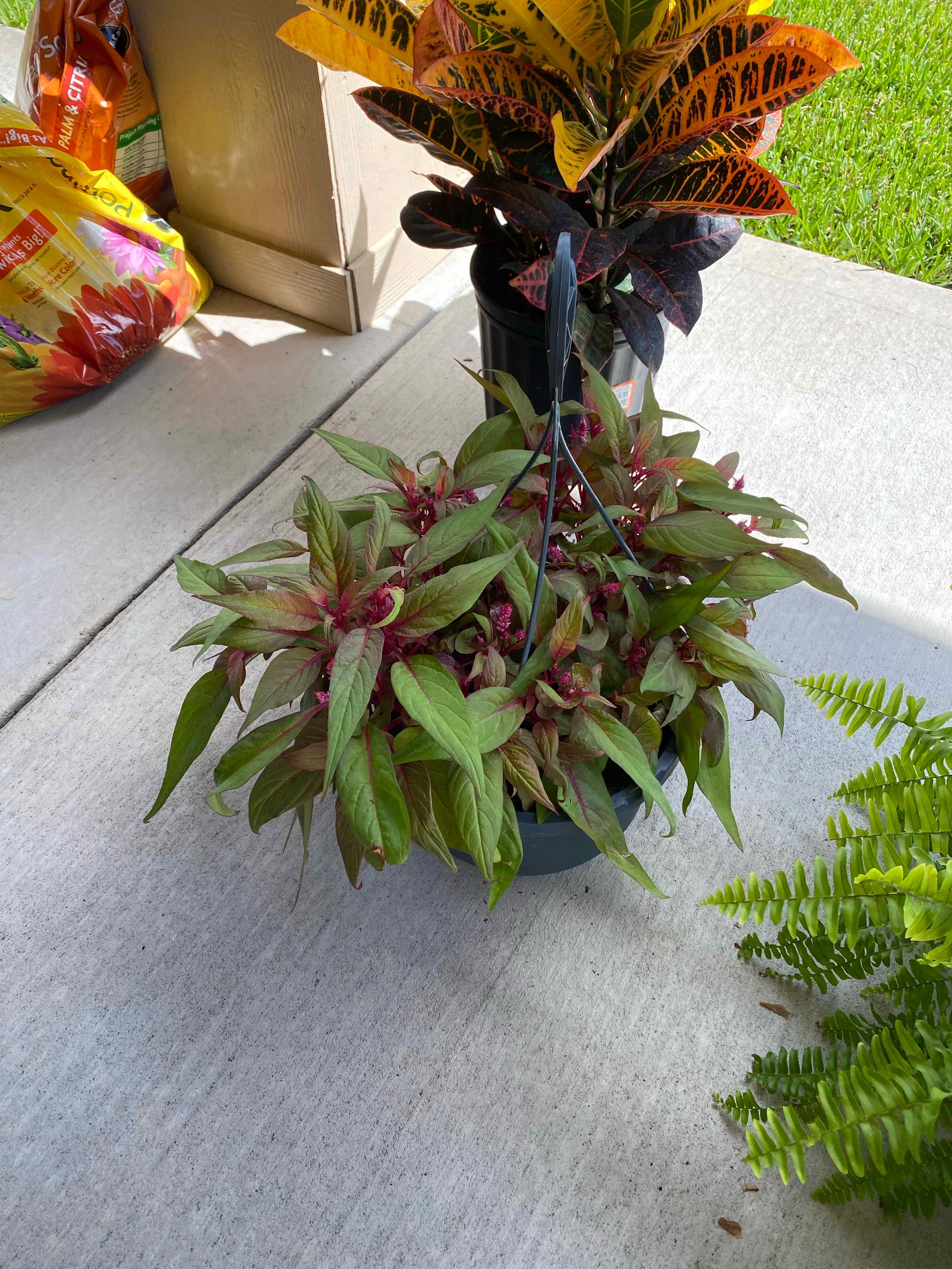🐉 How Much Humidity Does My Dragon's Breath Celosia Need?