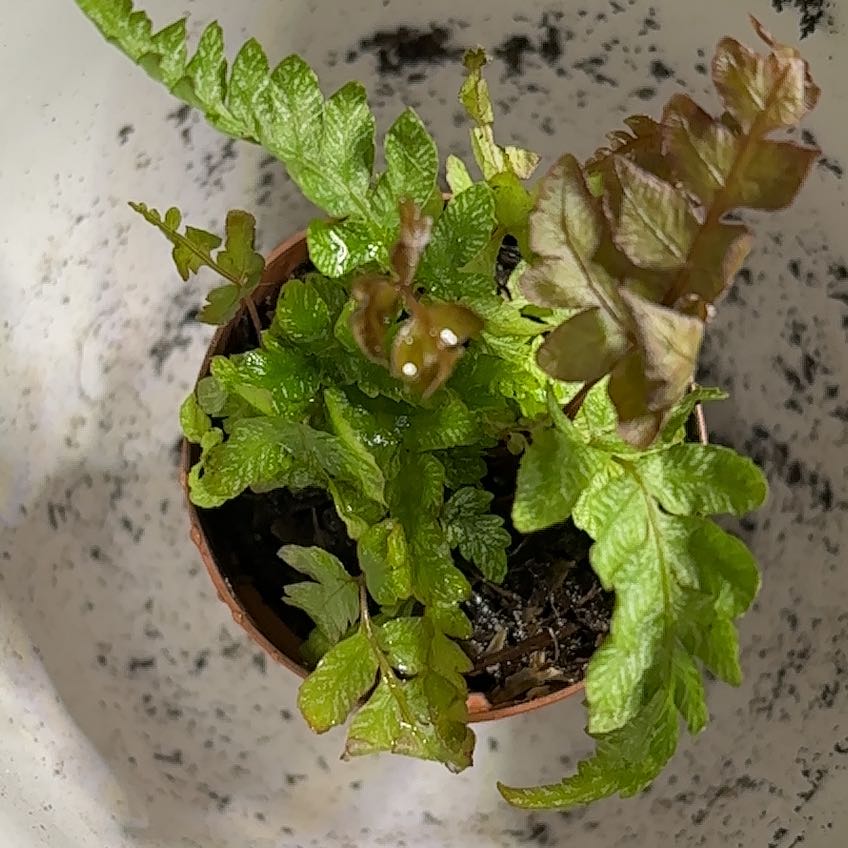 Potted Southern Polypody fern with green and some browning leaves.