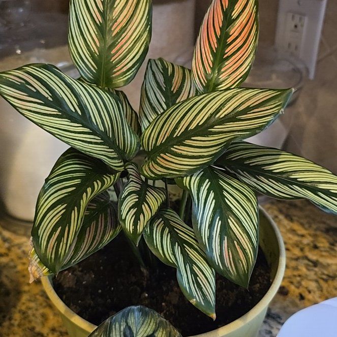 Photo of the plant species White Star Calathea by @AgileFicusalii named Scarlett on Greg, the plant care app