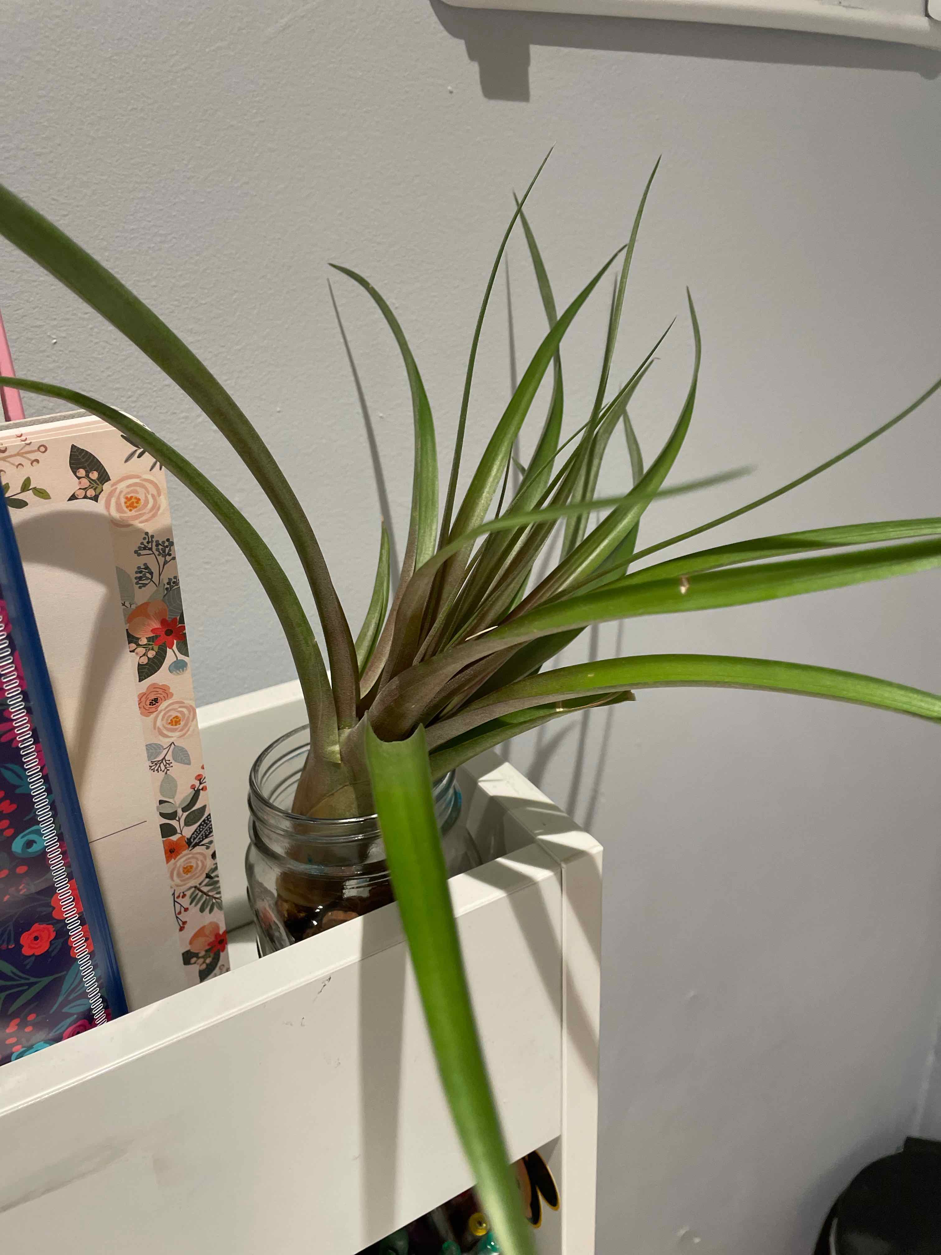 Fishbone Air Plant in a glass jar on a shelf, appears healthy with green leaves.