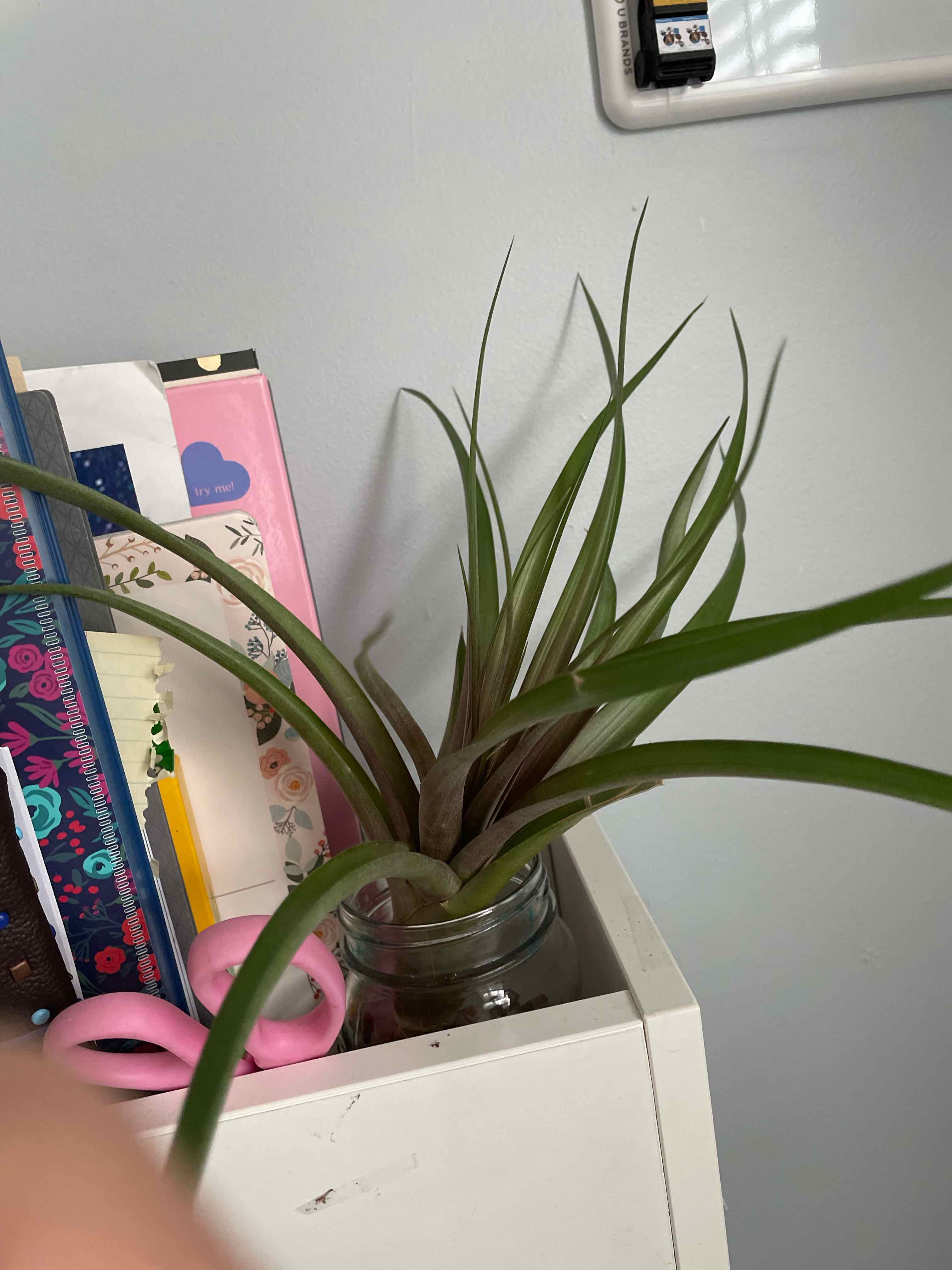 Fishbone Air Plant in a small container on a shelf, surrounded by books and other items.