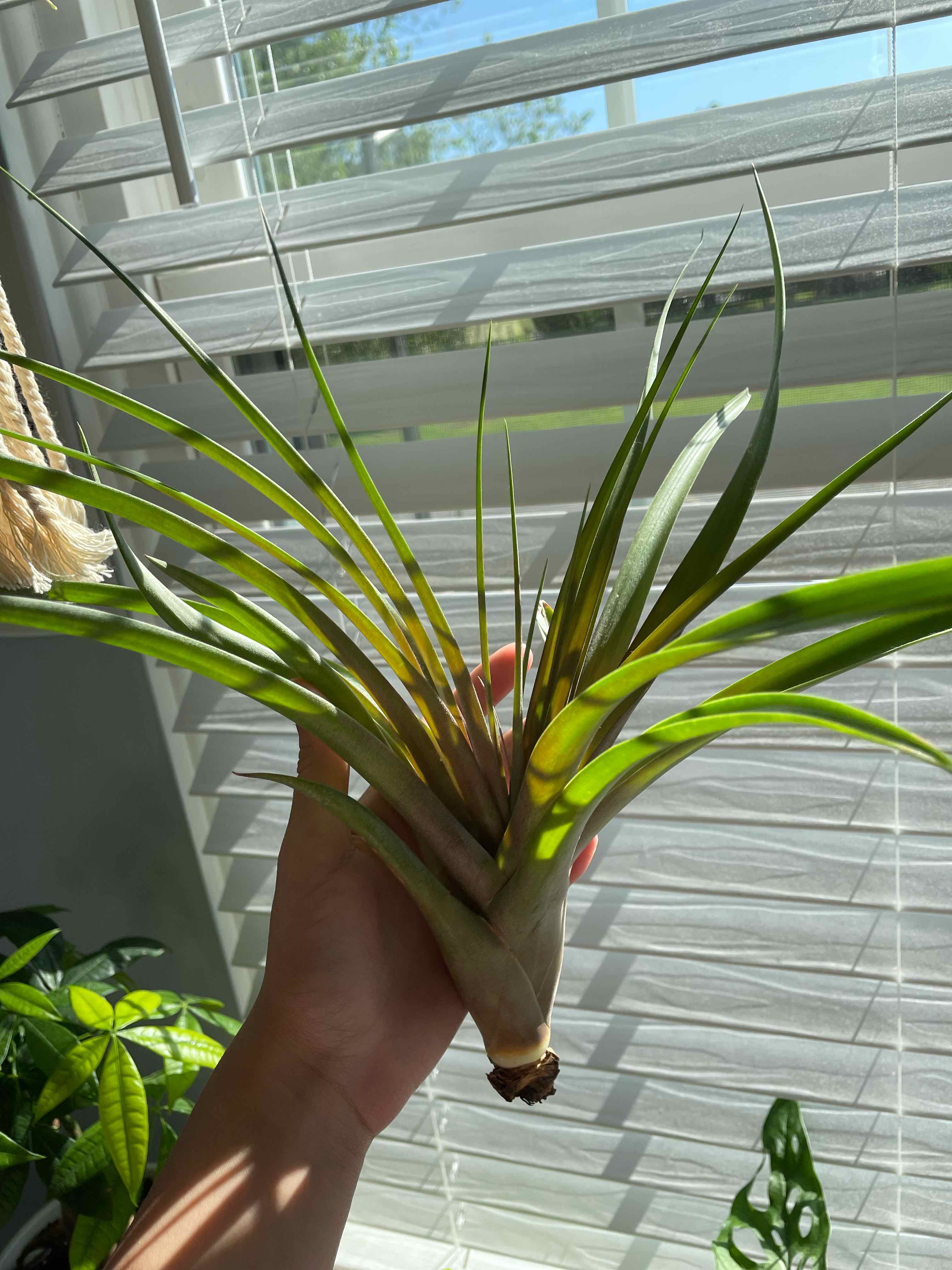 Fishbone Air Plant held up against a window with blinds, other plants in the background.