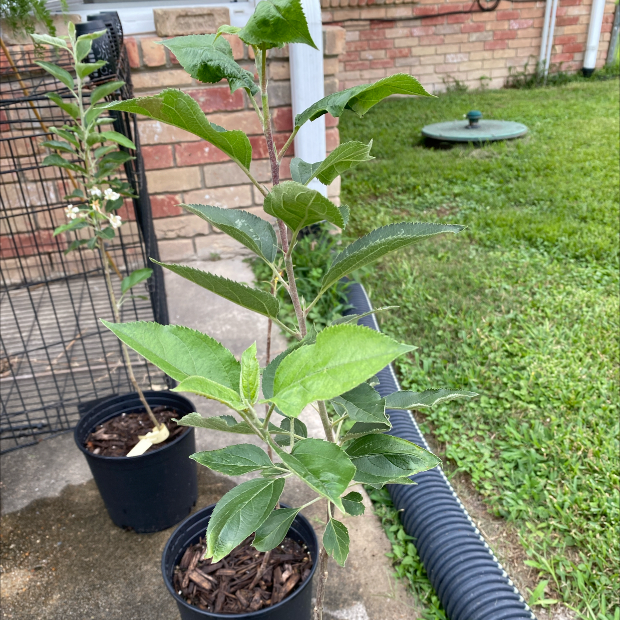 Pink Lady Apple Tree (Cripps Pink)