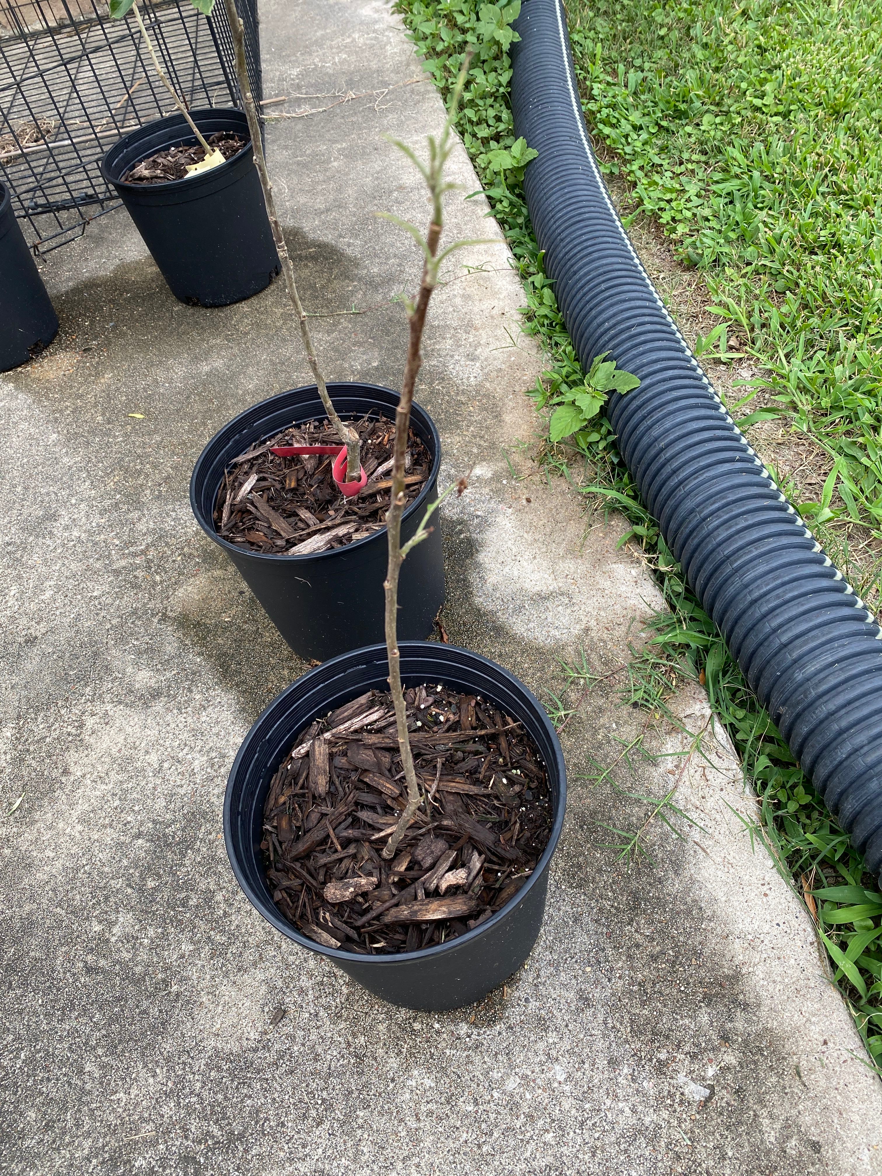 🌳 How to Plant Crab Apple Tree