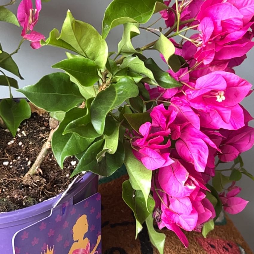 Photo of the plant species Lesser Bougainvillea by @PotentShallot named Sahara on Greg, the plant care app