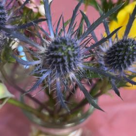 Photo of the plant species Flat Sea Holly by @PotentShallot named Captain Plant-it on Greg, the plant care app