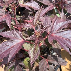 Photo of the plant species Roselle by @PotentShallot named Clooney on Greg, the plant care app