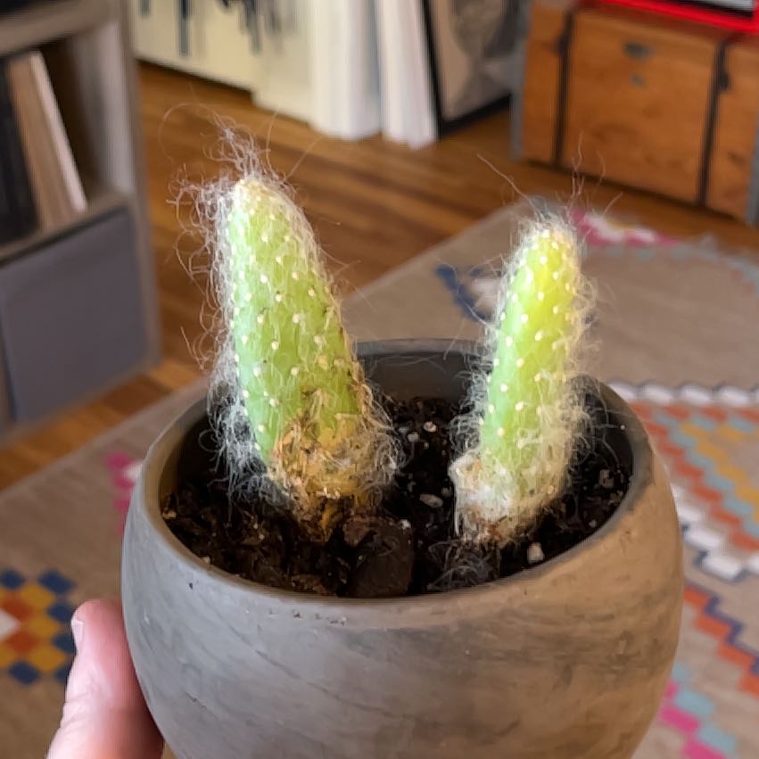 Photo of the plant species Snow Fuzzy by @BigwigPinkruby named Papito on Greg, the plant care app