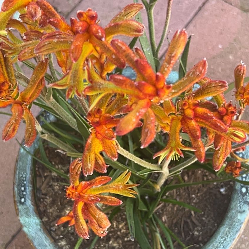 Photo of the plant species Red Kangaroo Paw by @VipSnowgentian named Sahara on Greg, the plant care app
