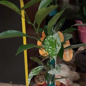 Photo of the plant species Calamondin kumquat by @DandyCoralvine named Athena on Greg, the plant care app