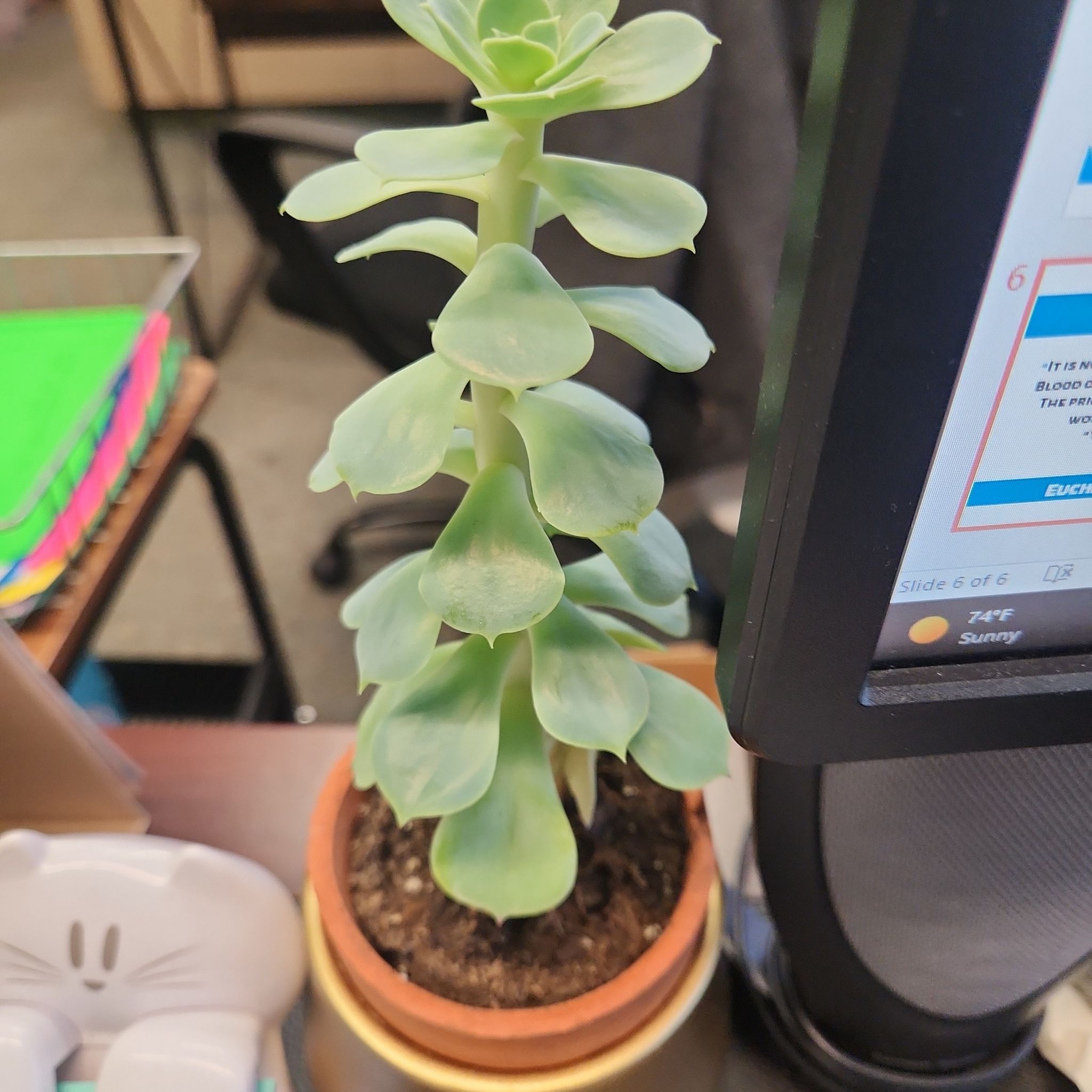 Photo of the plant species Echeveria 'Fleur Blanc' by @SnazzyAnisetree named Darwin on Greg, the plant care app
