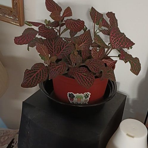 Photo of the plant species Nerve Plant by @GeniciG named Miley on Greg, the plant care app
