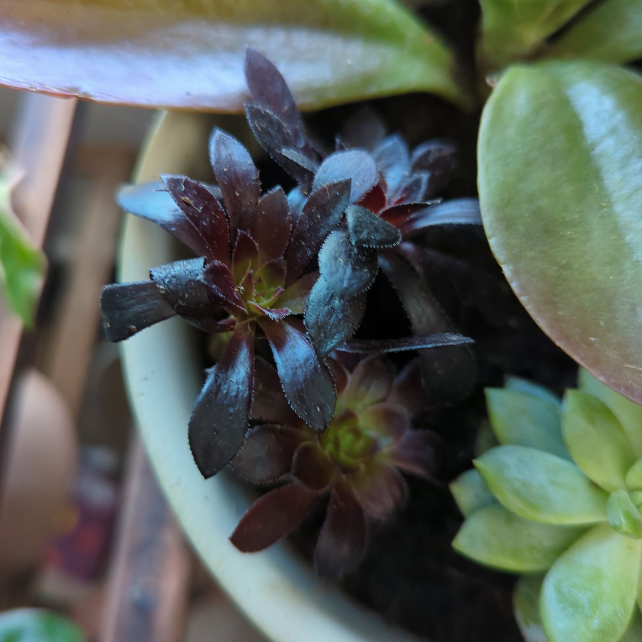 Photo of the plant species Aeonium 'Zwartkop Cristata' by @ArtisanHope named Crysta (Black rose) on Greg, the plant care app