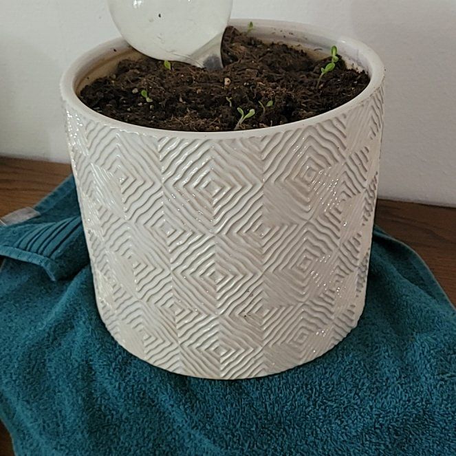 Photo of the plant species Tufted Forget-Me-Not by @YokeDonkeystail named Huckleberry Fern on Greg, the plant care app