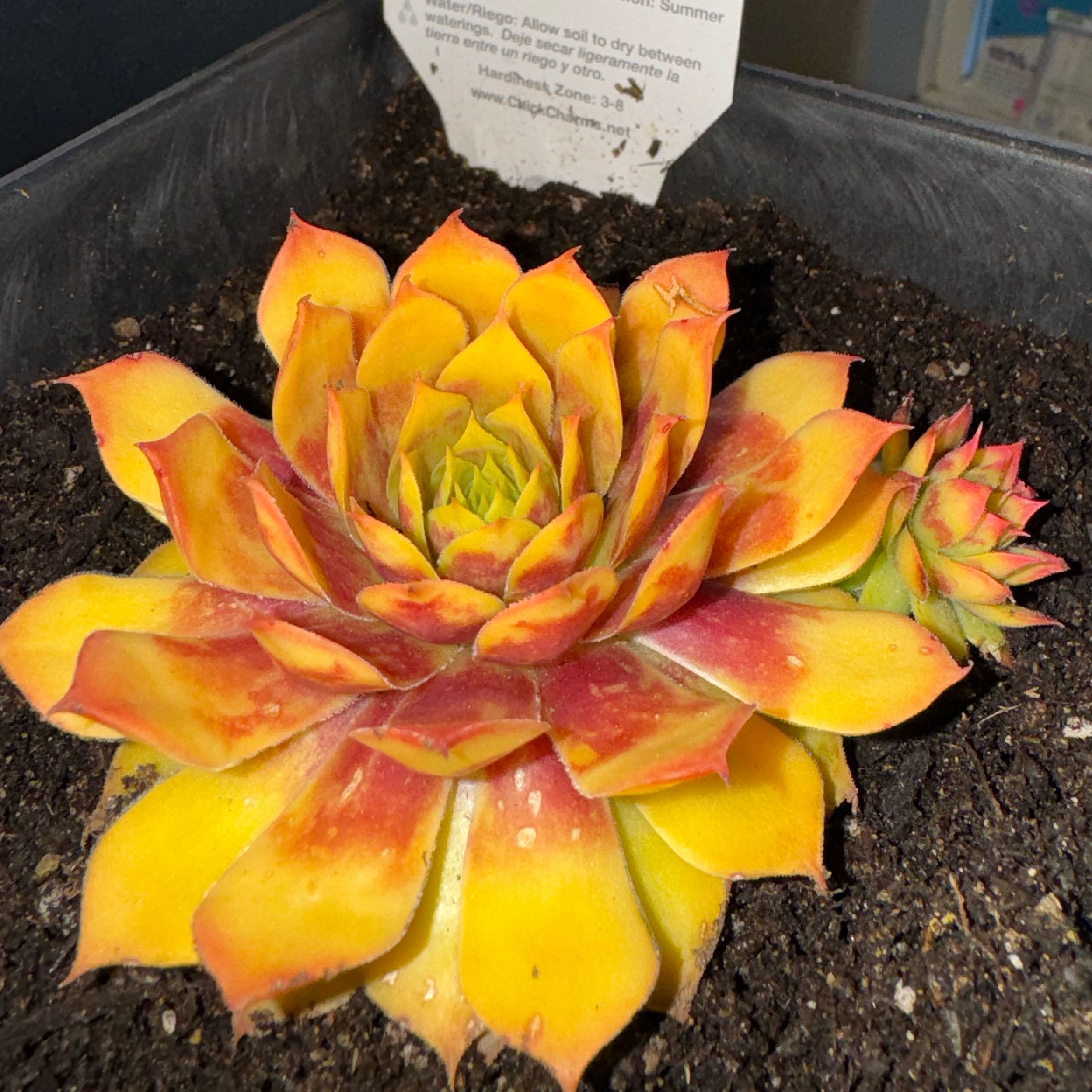 Photo of the plant species Gold Nugget Hens and Chicks by @TunefulNutgrass named Fernie Saunders on Greg, the plant care app