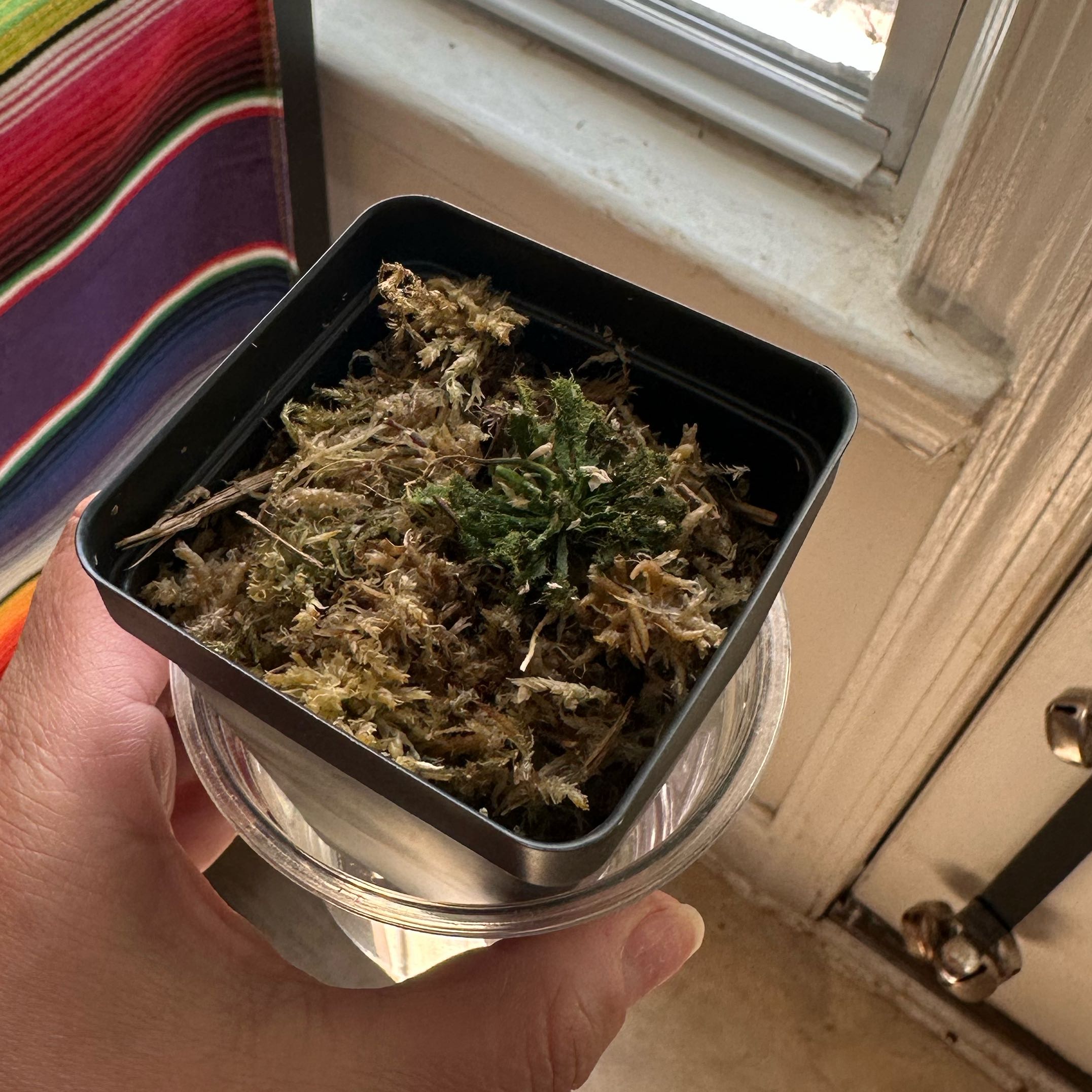 Photo of the plant species Pink Sundew by @Heaven2585 named Tolkien on Greg, the plant care app