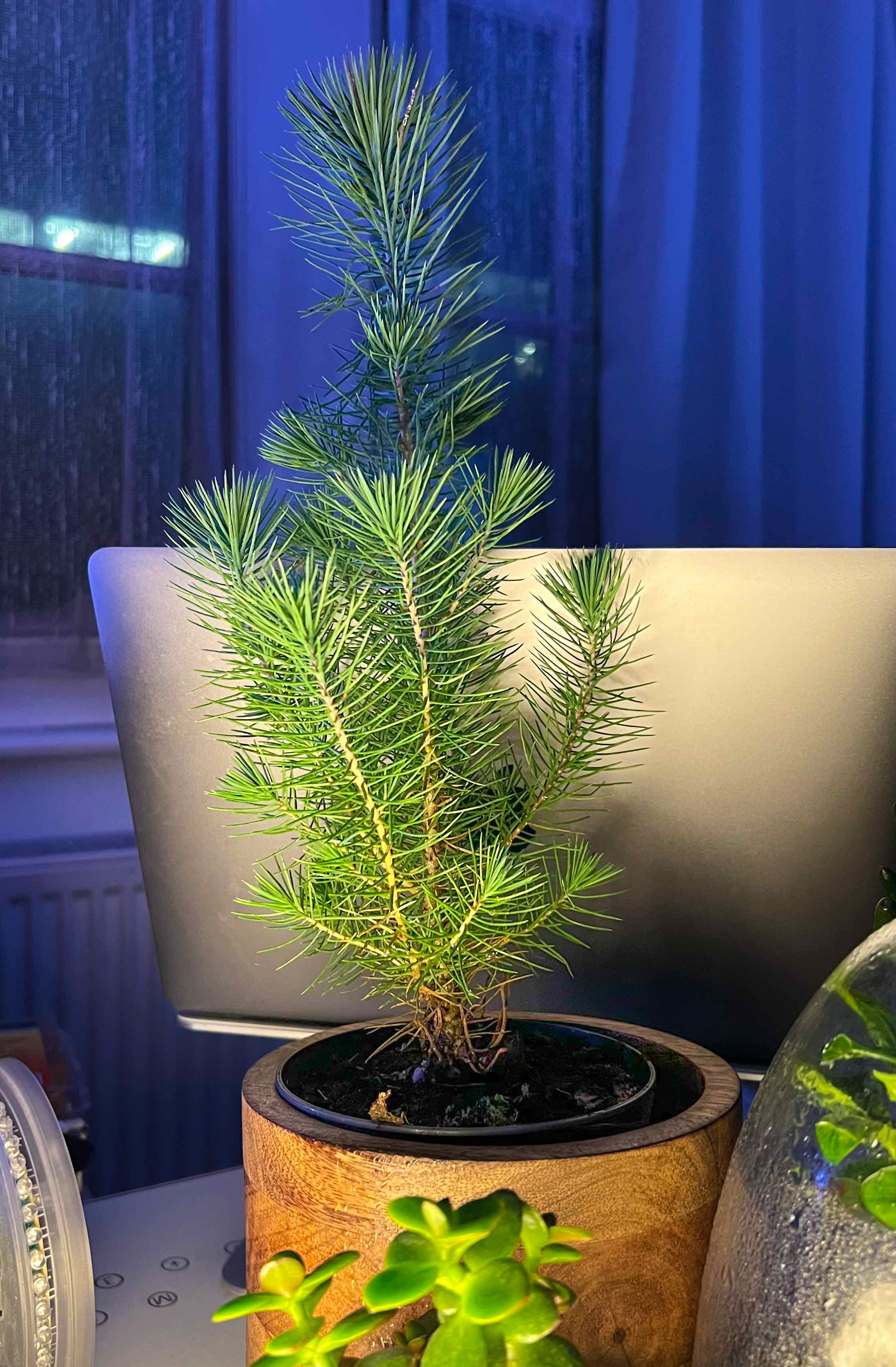 Dwarf Mountain Pine in a pot indoors, with vibrant green needles and no visible signs of disease.