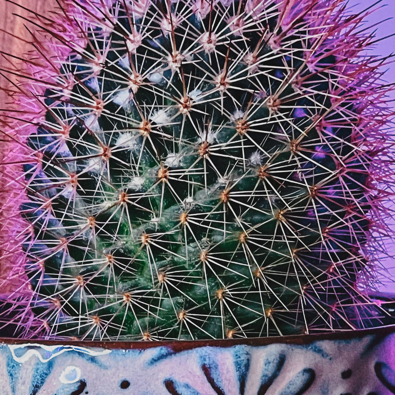 Compass Barrel Cactus in a decorative pot with purple lighting.