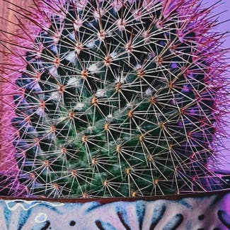 Compass Barrel Cactus plant in London, England