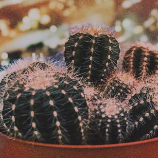 Golden Barrel Cactus plant in London, England