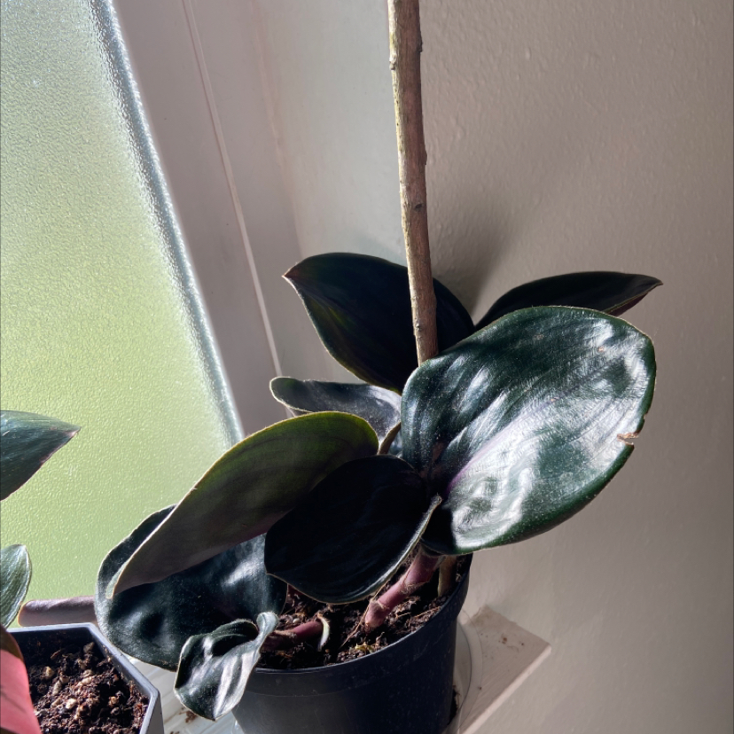 Geogenanthus ciliatus plant in a pot near a window with dark, glossy leaves.