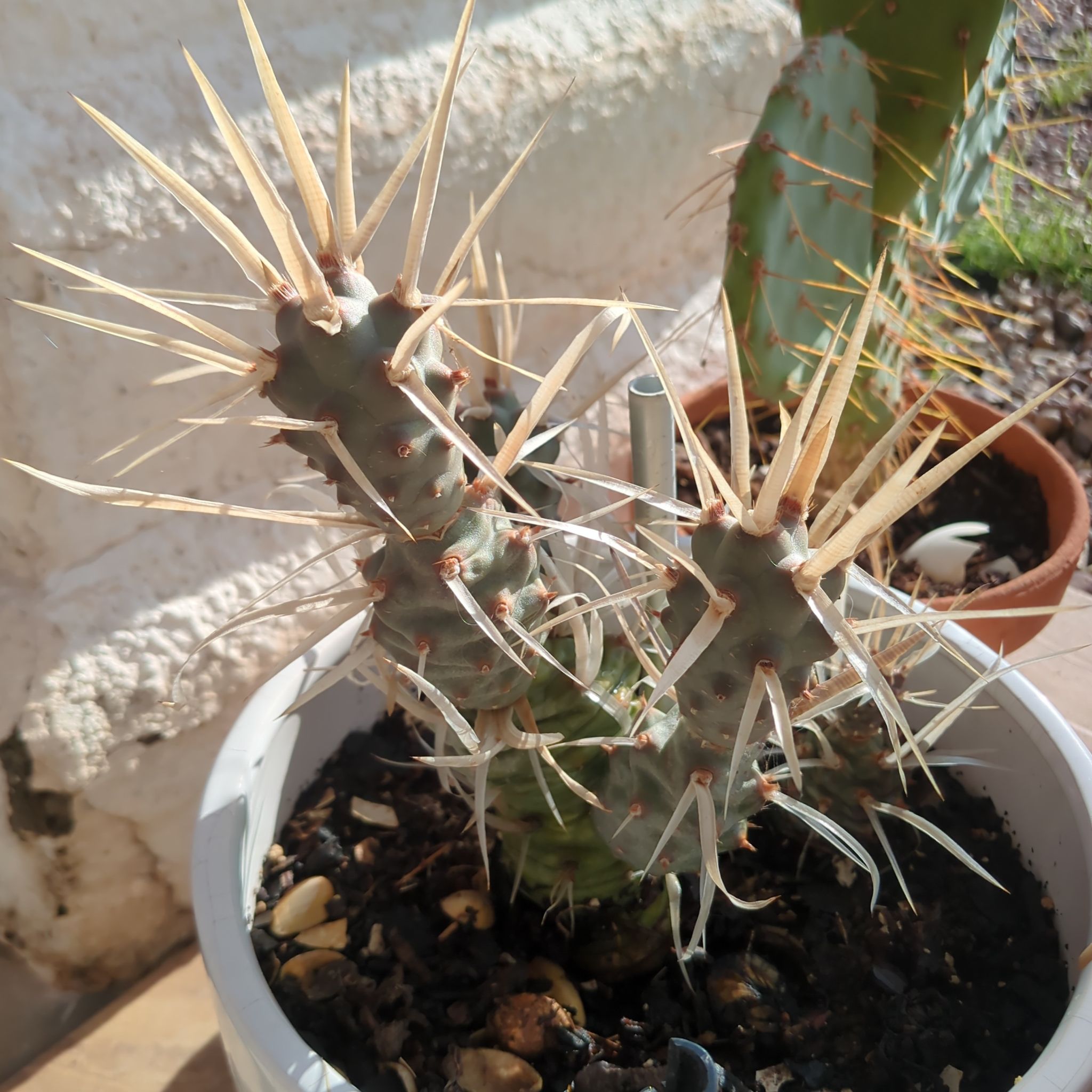 Photo of the plant species Paper Spine Cactus by @LastingHoupara named Bruce Lee on Greg, the plant care app