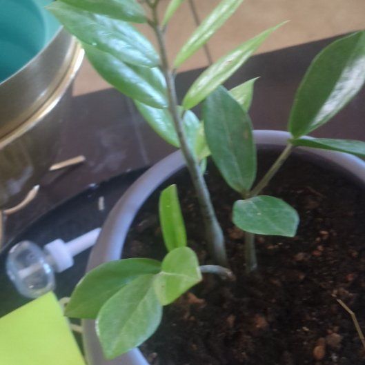 Photo of the plant species Paper Spine Cactus by @LastingHoupara named Bruce Lee on Greg, the plant care app