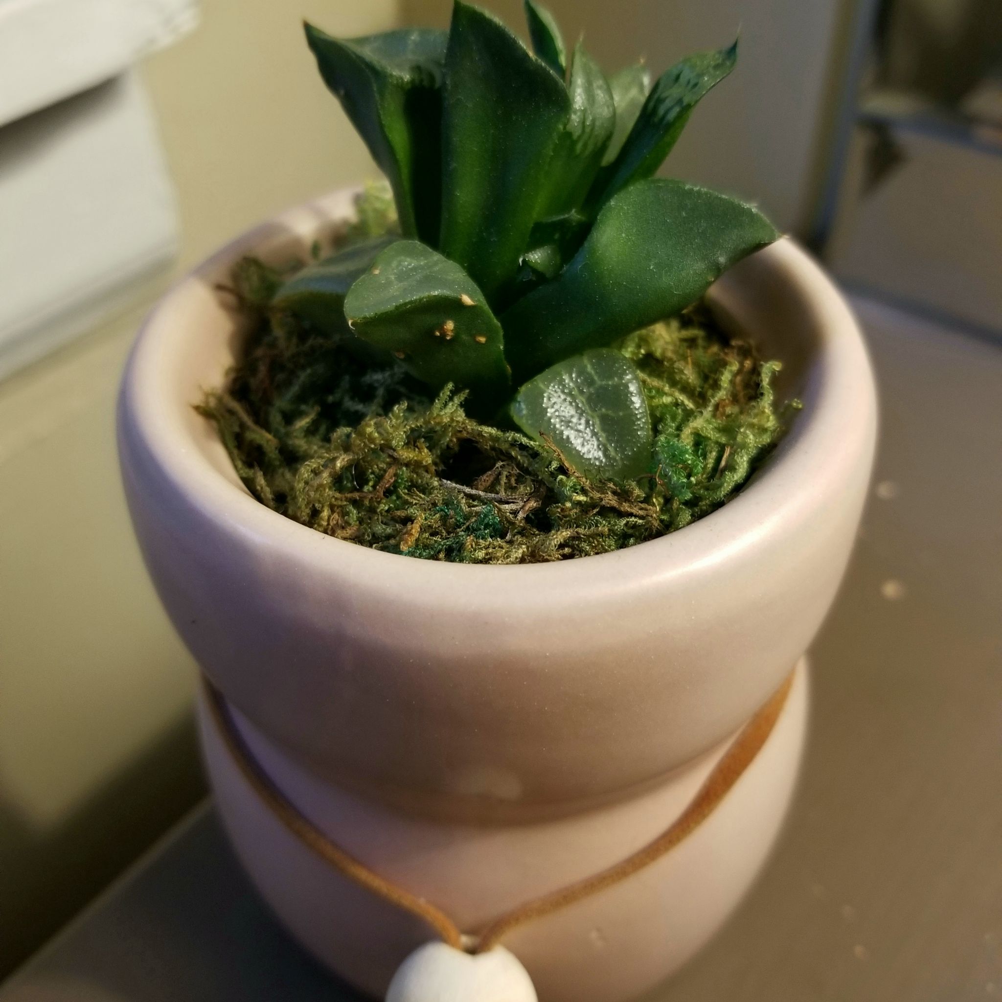 Haworthia bayeri plant in a small pot with moss covering the soil.