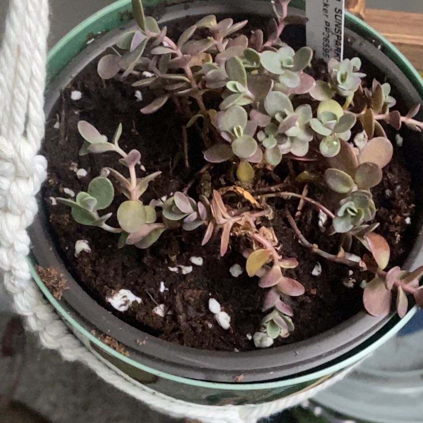 Photo of the plant species Sedum Sunsparkler 'WildFire' by @MarvelLipandra named Orlando Bloom on Greg, the plant care app