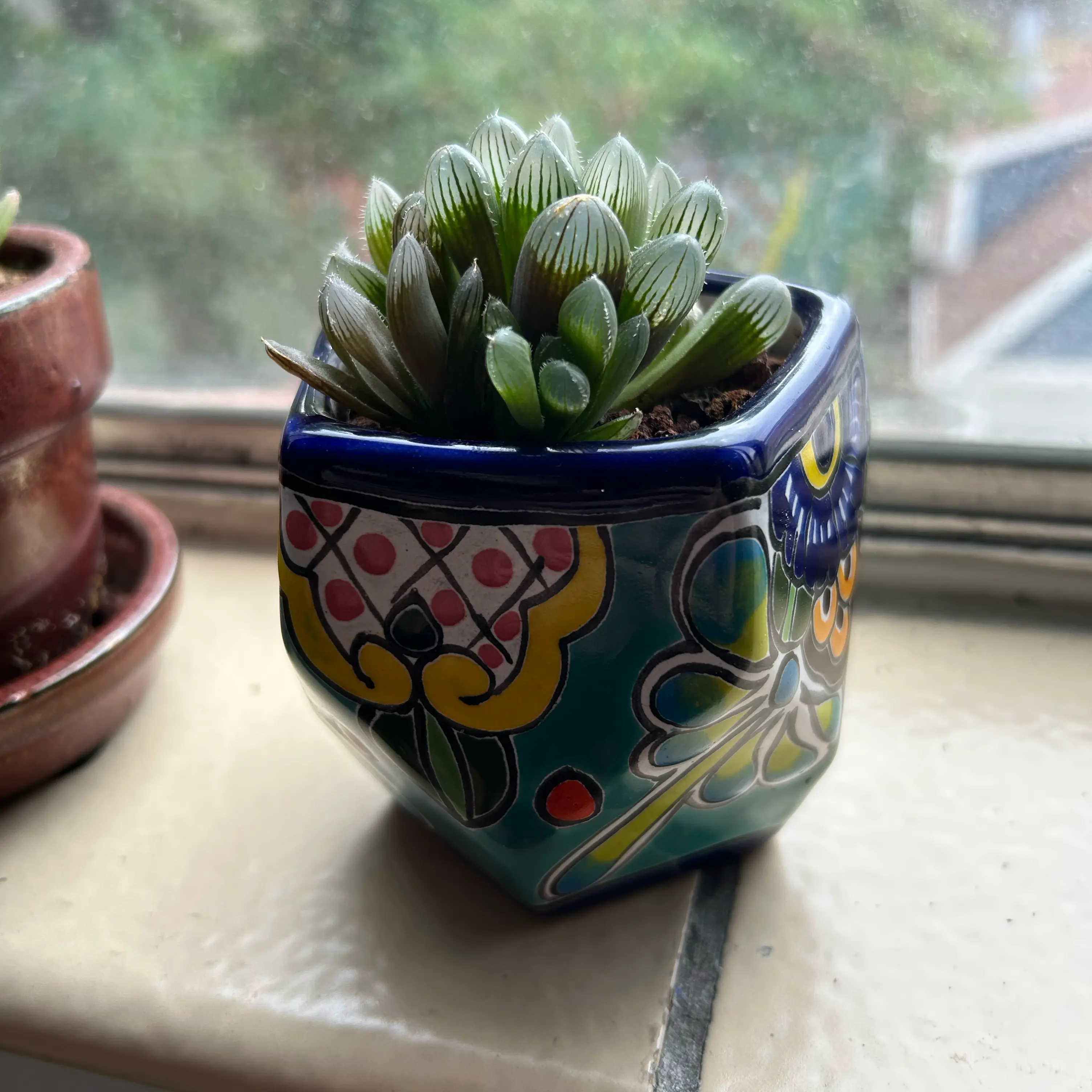 Photo of the plant species Haworthia Kyodai Akasen Lens by @PiousMoonglow named Keanu Leaves on Greg, the plant care app