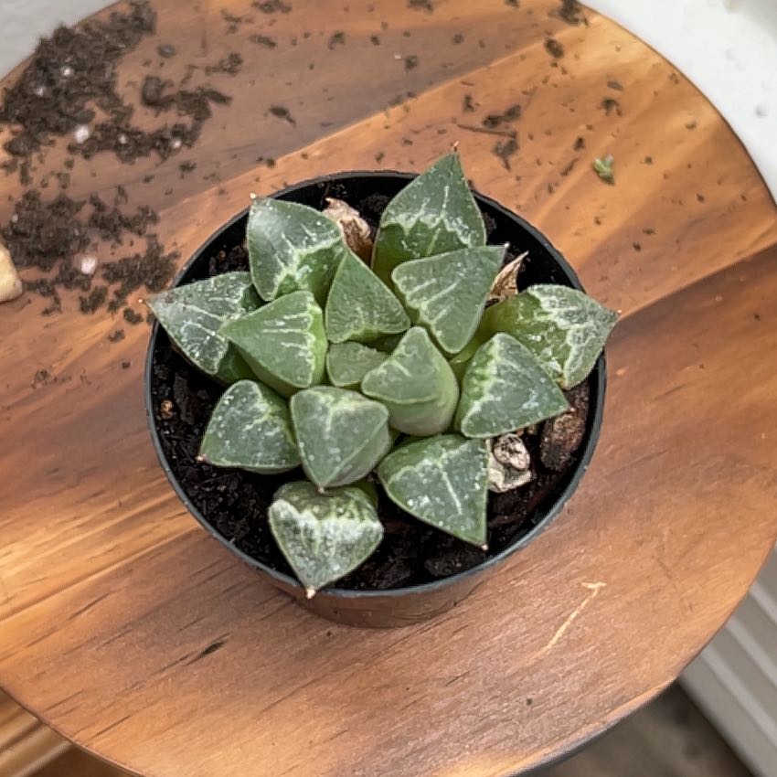 Photo of the plant species Haworthia bayeri by @PiousMoonglow named Hearts on Greg, the plant care app