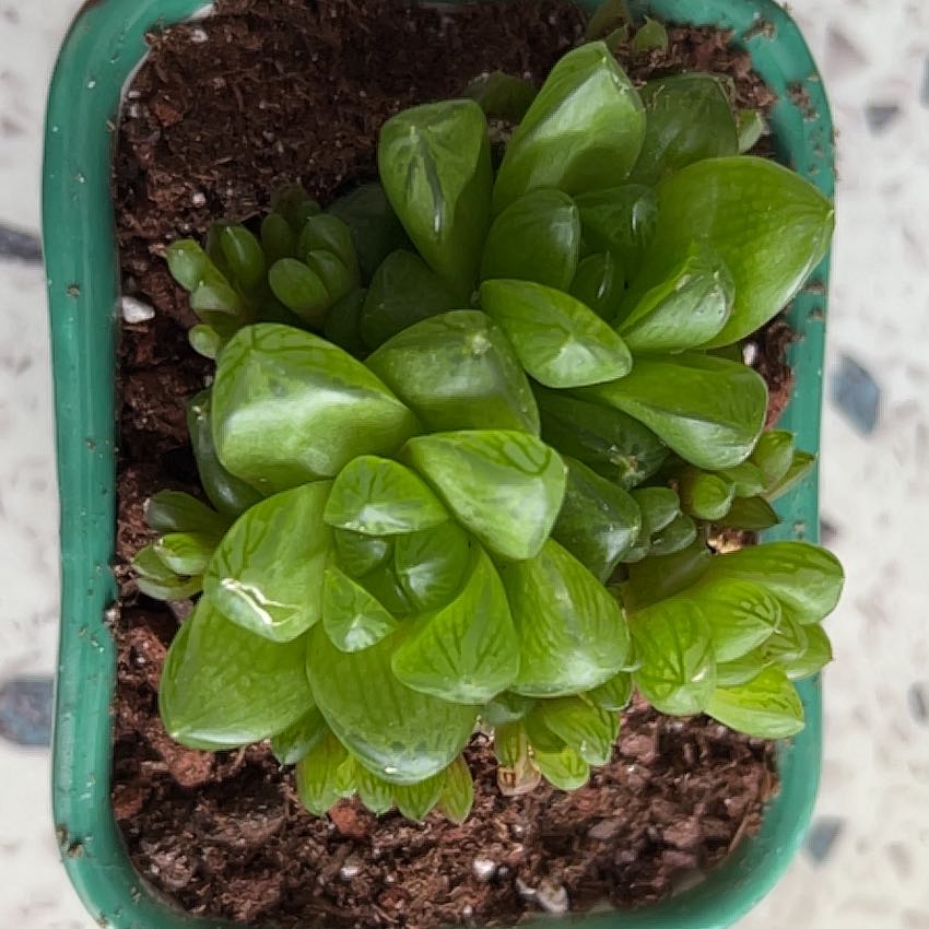 Photo of the plant species Haworthia 'Obtusa' by @PiousMoonglow named Bieber on Greg, the plant care app