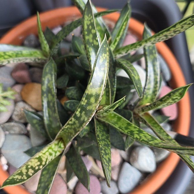 Photo of the plant species Lawyer's Tongue by @SilkyRoses named Einstein on Greg, the plant care app
