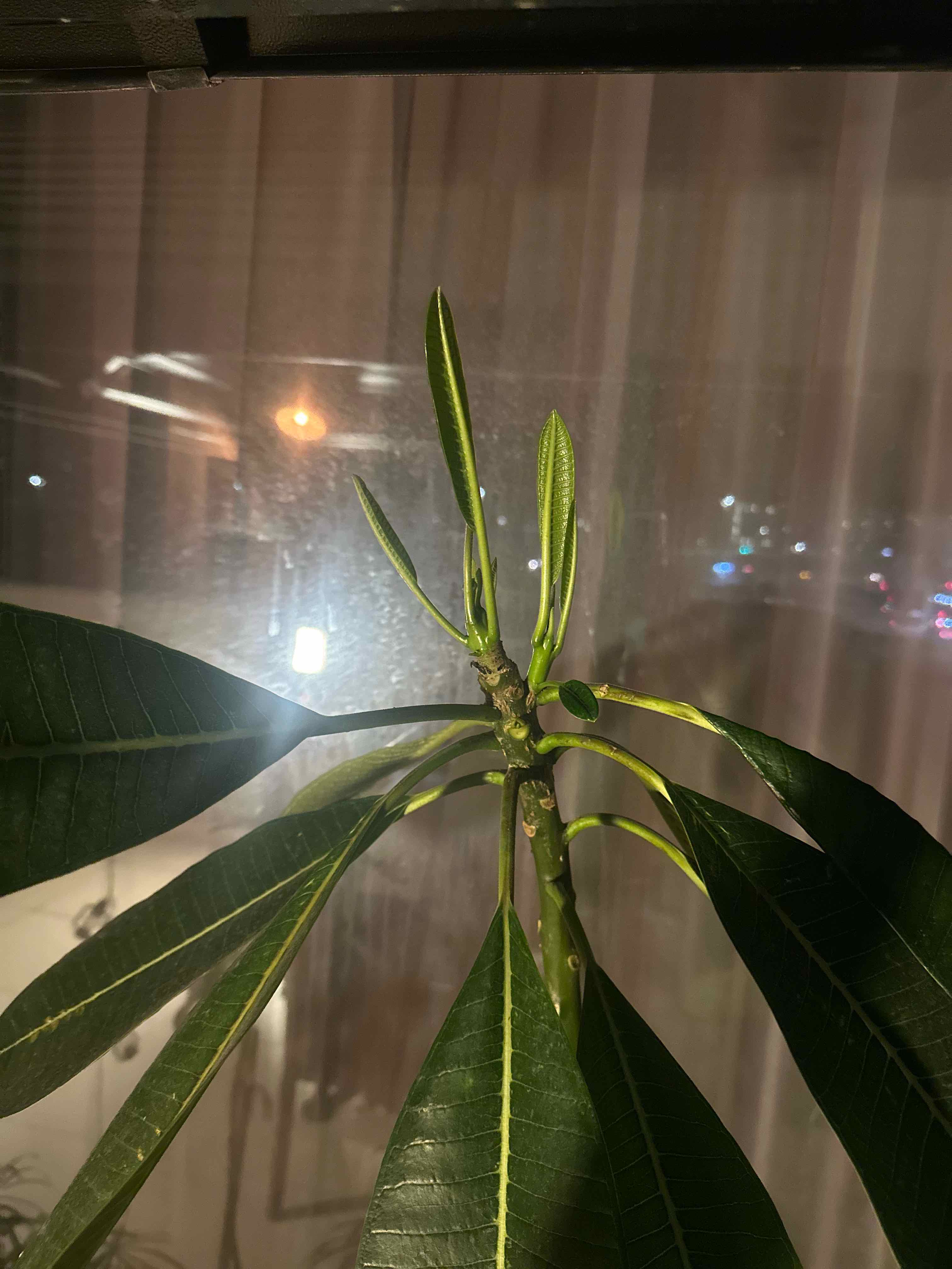 Indoor plant with elongated, glossy green leaves. No visible signs of discoloration or disease.