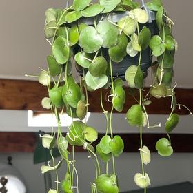 Photo of the plant species Dischidia astephana by @PivotalDionysos named Adam on Greg, the plant care app