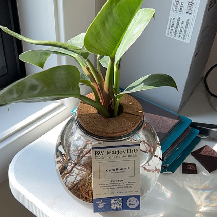 Photo of the plant species Green Diamond by @FlyingPapaya named Walt on Greg, the plant care app