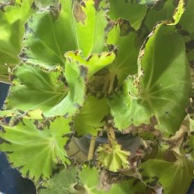 Photo of the plant species Begonia Rex 'Spirit of Pemba' by @PerkyTreeechium named da Vinci on Greg, the plant care app