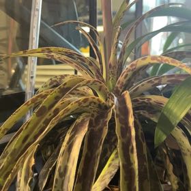 Photo of the plant species Mangrove Chocolate Chip by @DotingLionsmane named Hemingway on Greg, the plant care app
