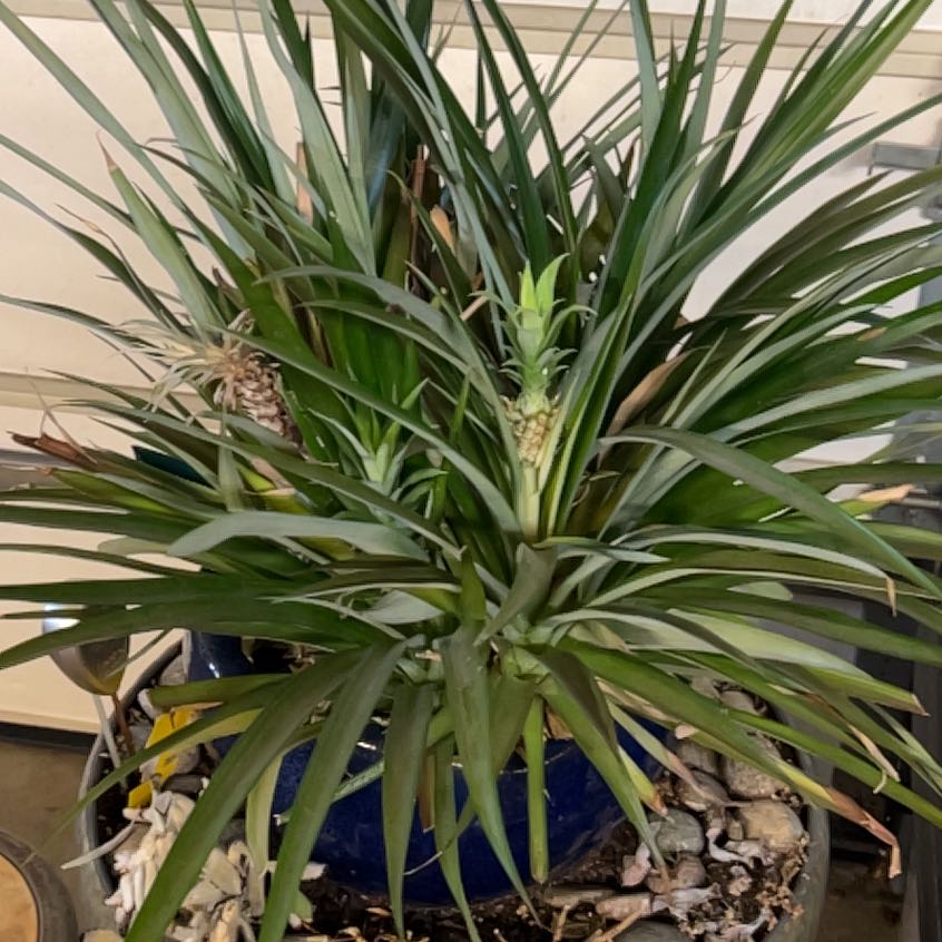 Photo of the plant species pineapple by @DotingLionsmane named Nithin on Greg, the plant care app